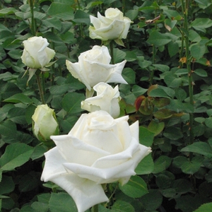 Biały  - róża wielkokwiatowa - Hybrid Tea